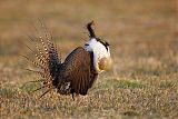 Gunnison Sage-Grouse